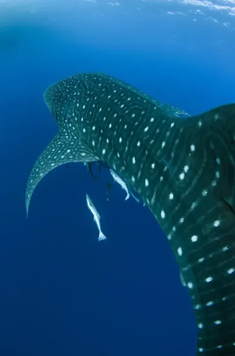 Framed Print : Whale Shark (Rhincodon typus) Cenderawasih Bay West Papua Indonesia