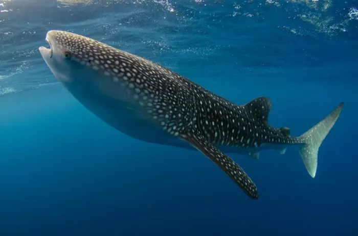 Framed Print : Whale Shark (Rhincodon typus) Cenderawasih Bay West Papua Indonesia Framed Print : Whale Shark (Rhincodon typus) Cenderawasih Bay West Papua Indonesia