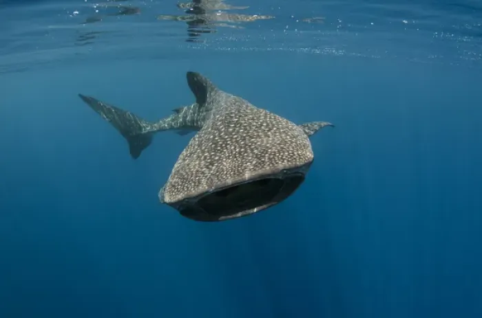 Framed Print : Whale Shark (Rhincodon typus) Cenderawasih Bay West Papua Indonesia