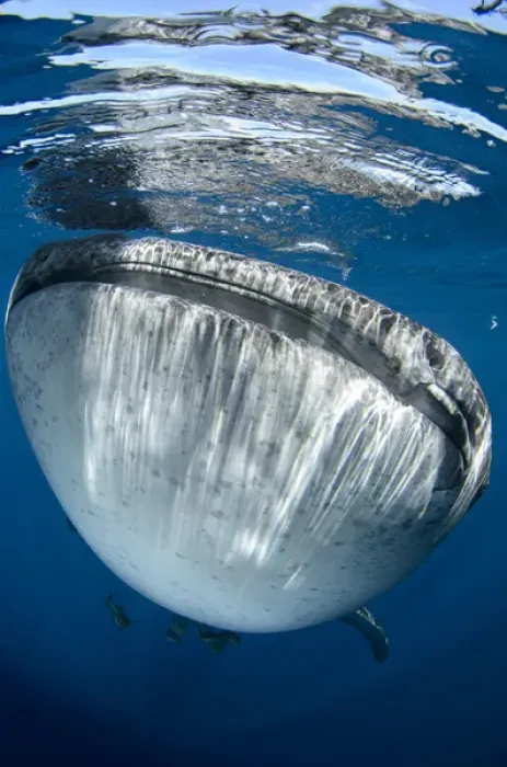 Framed Print : Whale Shark (Rhincodon typus) Cenderawasih Bay West Papua Indonesia