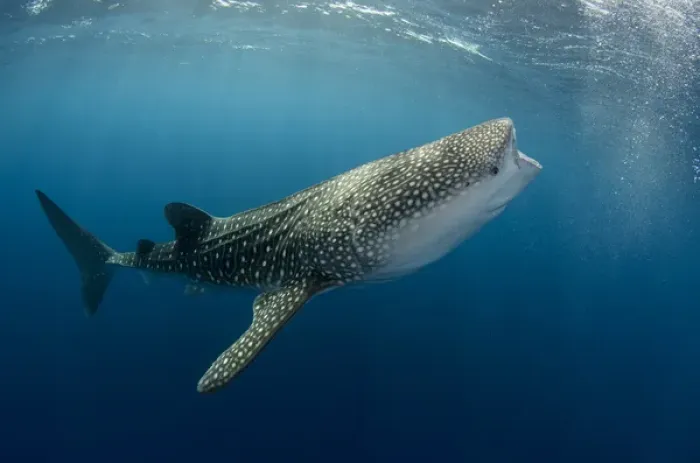 Framed Print : Whale Shark (Rhincodon typus) Cenderawasih Bay West Papua Indonesia Framed Print : Whale Shark (Rhincodon typus) Cenderawasih Bay West Papua Indonesia