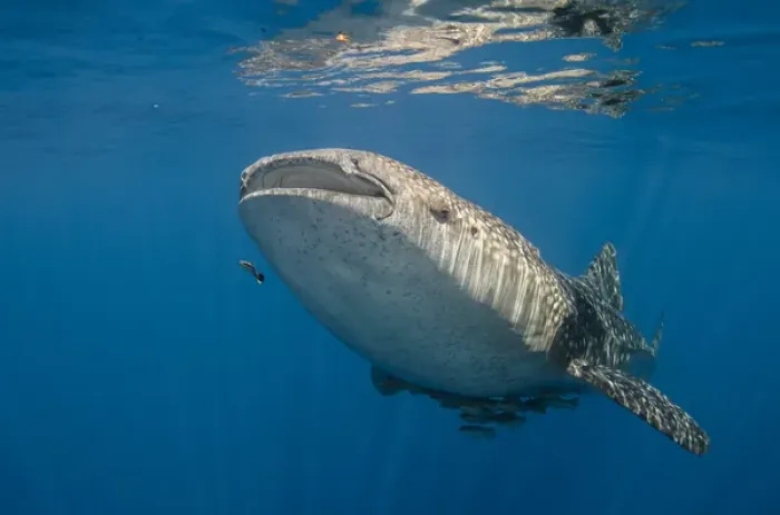 Framed Print : Whale Shark (Rhincodon typus) Cenderawasih Bay West Papua Indonesia