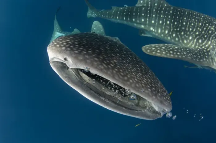 Framed Print : Whale Shark (Rhincodon typus) Cenderawasih Bay West Papua Indonesia