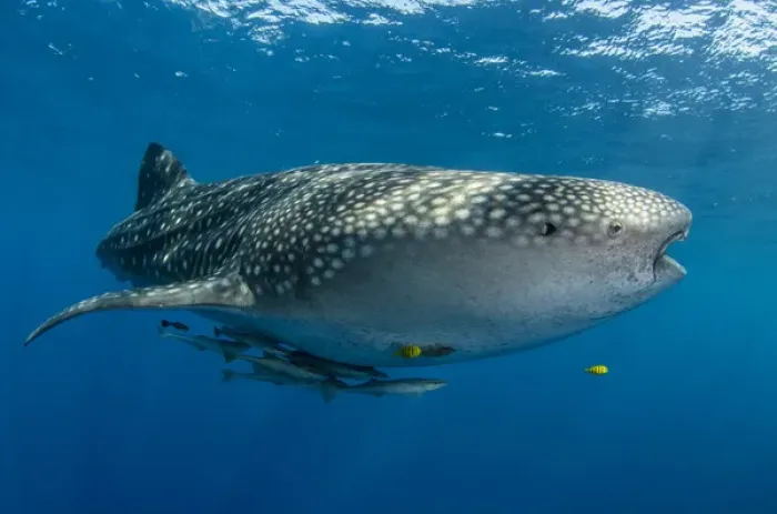 Framed Print : Whale Shark (Rhincodon typus) Cenderawasih Bay West Papua Indonesia Framed Print : Whale Shark (Rhincodon typus) Cenderawasih Bay West Papua Indonesia