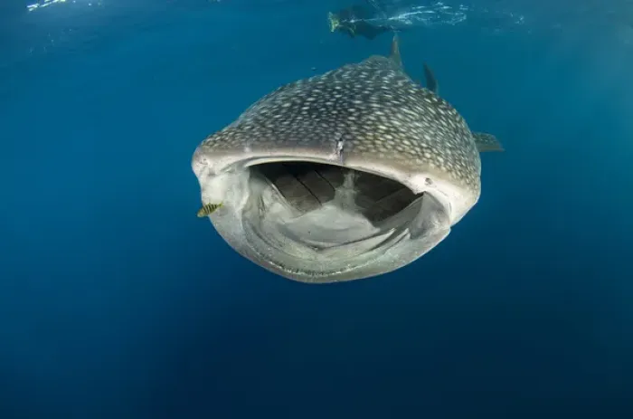 Framed Print : Whale Shark (Rhincodon typus) Cenderawasih Bay West Papua Indonesia