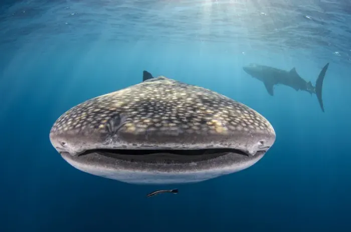 Framed Print : Whale Shark (Rhincodon typus) Cenderawasih Bay West Papua Indonesia