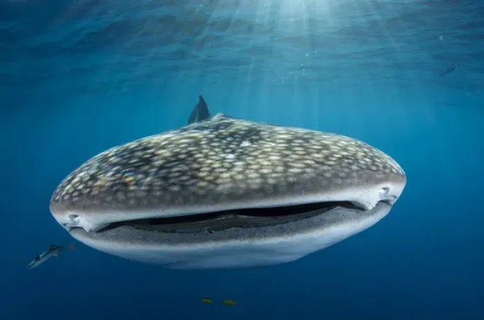 Framed Print : Whale Shark (Rhincodon typus) Cenderawasih Bay West Papua Indonesia