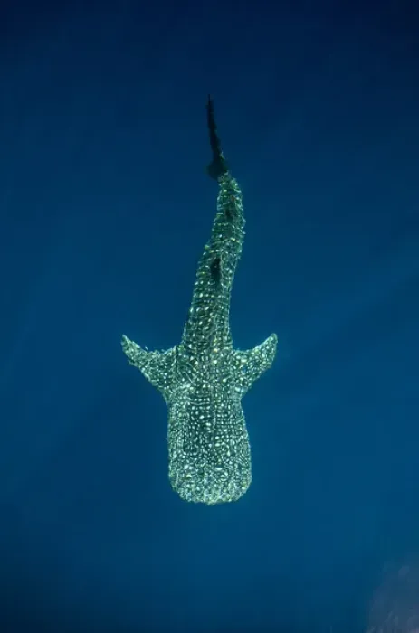 Framed Print : Whale Shark (Rhincodon typus) Cenderawasih Bay West Papua Indonesia