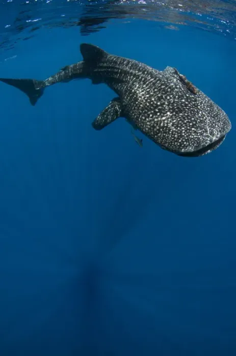 Framed Print : Whale Shark (Rhincodon typus) Cenderawasih Bay West Papua Indonesia Framed Print : Whale Shark (Rhincodon typus) Cenderawasih Bay West Papua Indonesia