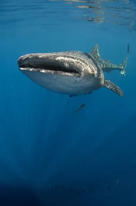 Framed Print : Whale Shark (Rhincodon typus) Cenderawasih Bay West Papua Indonesia