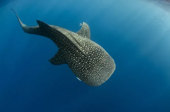 Framed Print : Whale Shark (Rhincodon typus) Cenderawasih Bay West Papua Indonesia Framed Print : Whale Shark (Rhincodon typus) Cenderawasih Bay West Papua Indonesia