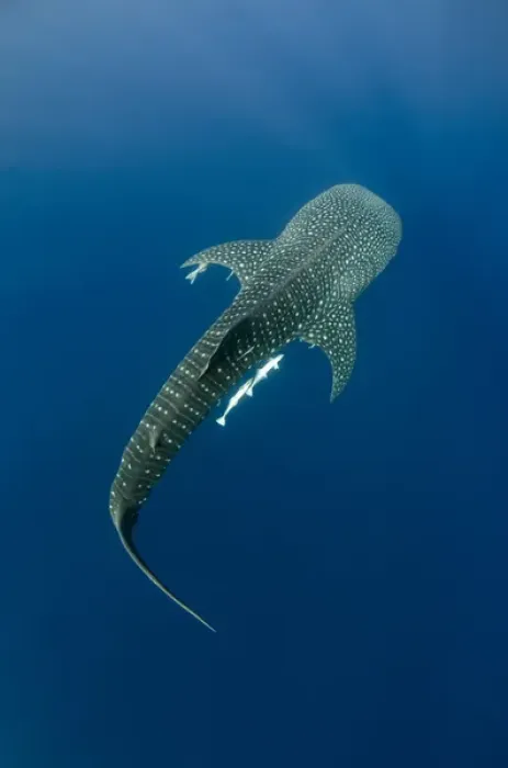 Framed Print : Whale Shark (Rhincodon typus) Cenderawasih Bay West Papua Indonesia