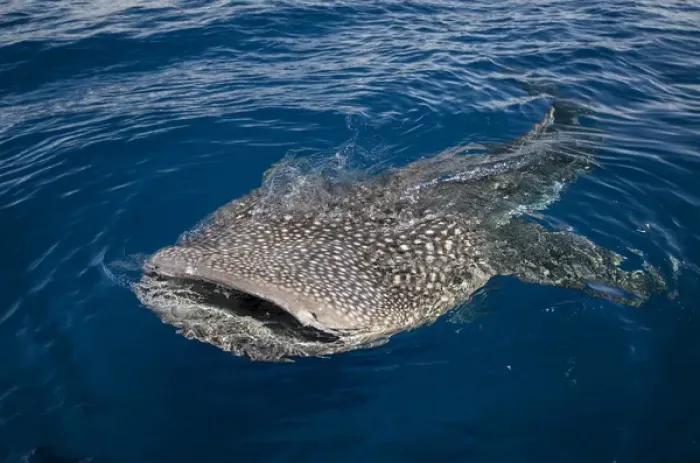 Framed Print : Whale Shark (Rhincodon typus) Cenderawasih Bay West Papua Indonesia Framed Print : Whale Shark (Rhincodon typus) Cenderawasih Bay West Papua Indonesia