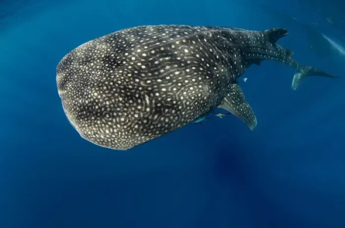Framed Print : Whale Shark (Rhincodon typus) Cenderawasih Bay West Papua Indonesia Framed Print : Whale Shark (Rhincodon typus) Cenderawasih Bay West Papua Indonesia