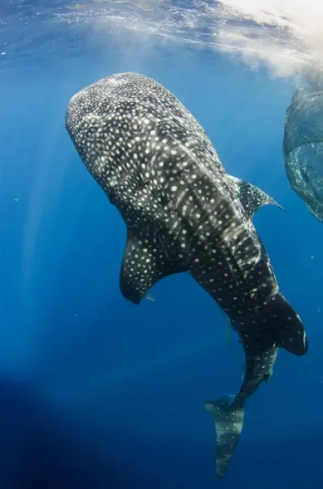 Framed Print : Whale Shark (Rhincodon typus) feeding at Bagan (floating fishing platform) Cenderawasih