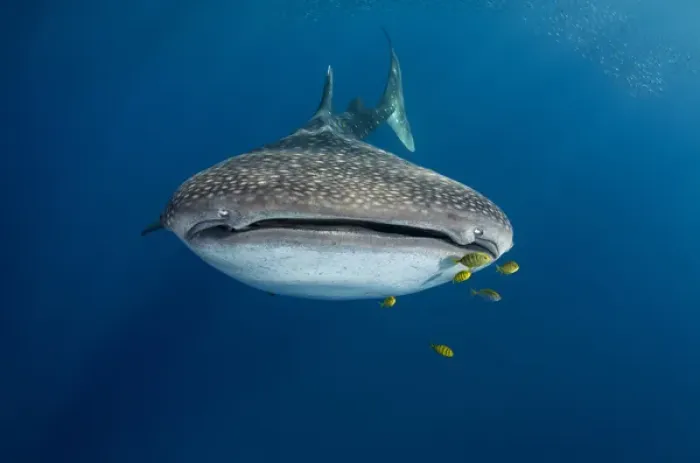 Framed Print : Whale Shark (Rhincodon typus) & Golden Trevally (Gnathanodon speciosus)