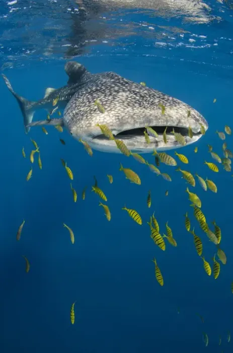 Framed Print : Whale Shark (Rhincodon typus) & Golden Trevally (Gnathanodon speciosus)