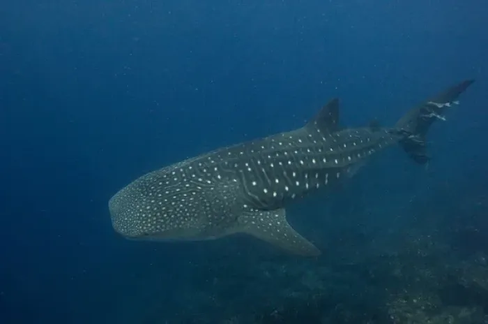 Framed Print : Whale Shark (Rhincodon typus) Off of Wolf Island GALAPAGOS ISLANDS Framed Print : Whale Shark (Rhincodon typus) Off of Wolf Island GALAPAGOS ISLANDS