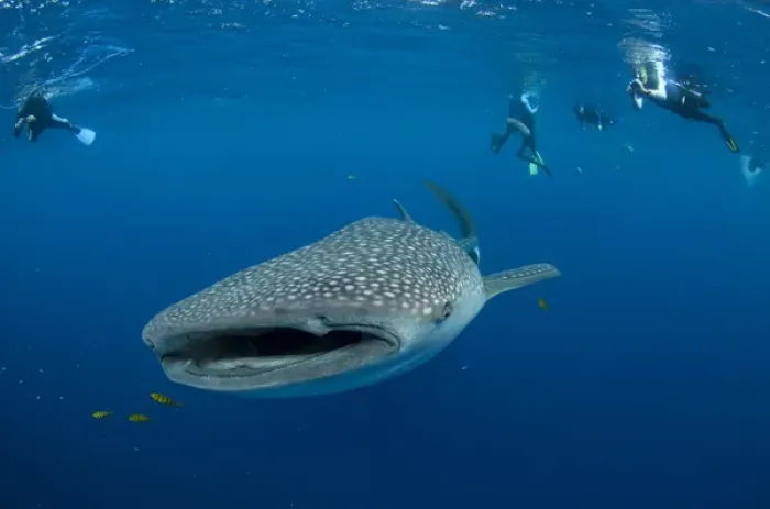 Framed Print : Whale Shark (Rhincodon typus) & people Cenderawasih Bay West Papua Indonesia