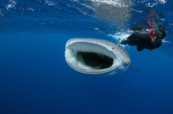 Whale Shark (Rhincodon typus) & tourist Cenderawasih Bay West Papua Indonesia