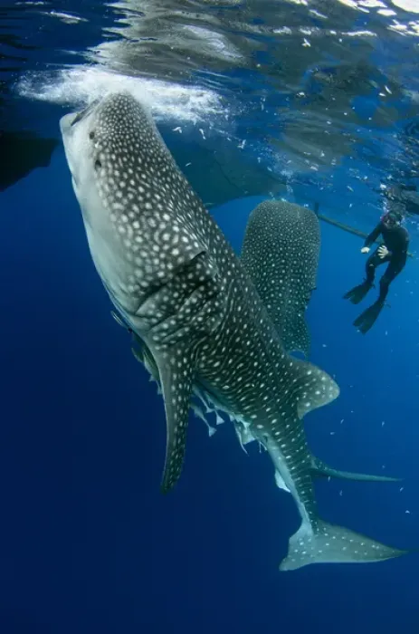 Framed Print : Whale Shark (Rhincodon typus) & tourist Cenderawasih Bay West Papua Indonesia Framed Print : Whale Shark (Rhincodon typus) & tourist Cenderawasih Bay West Papua Indonesia