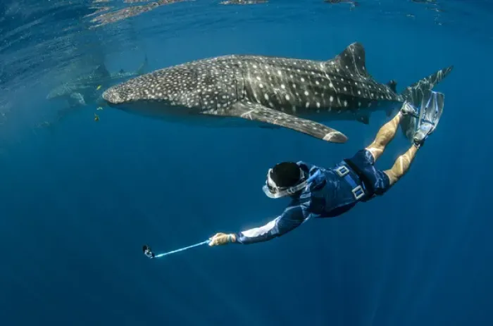 Framed Print : Whale Shark (Rhincodon typus) & tourist Cenderawasih Bay West Papua Indonesia
