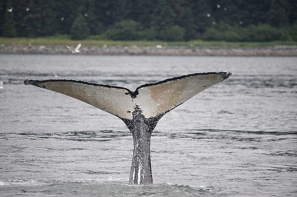 This whale shows off its unusually light colored fluke near Point Adolphus, Alaska