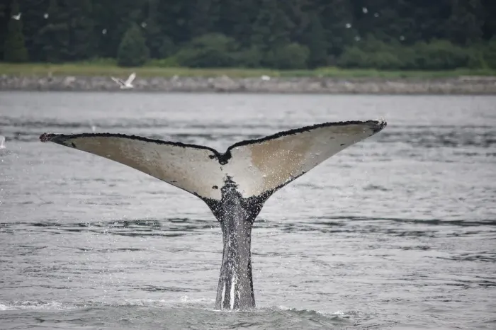 Framed Print : This whale shows off its unusually light colored fluke near Point Adolphus, Alaska Framed Print : This whale shows off its unusually light colored fluke near Point Adolphus, Alaska