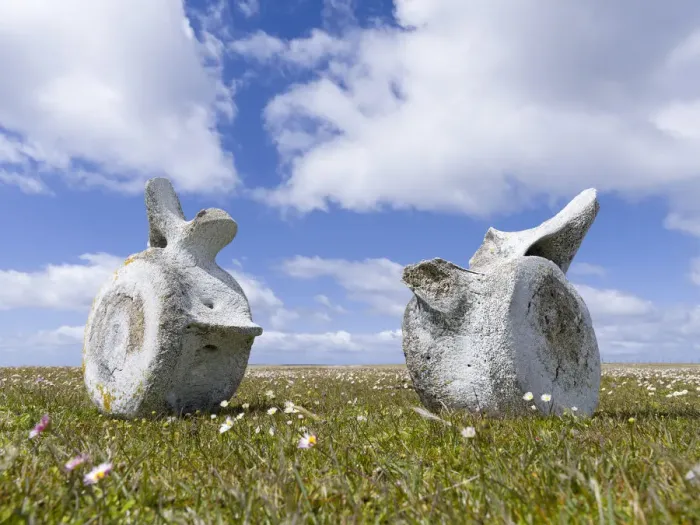 Framed Print : Whale vertebrae on Bleaker Island. South America, FAlkland Islands, January Framed Print : Whale vertebrae on Bleaker Island. South America, FAlkland Islands, January