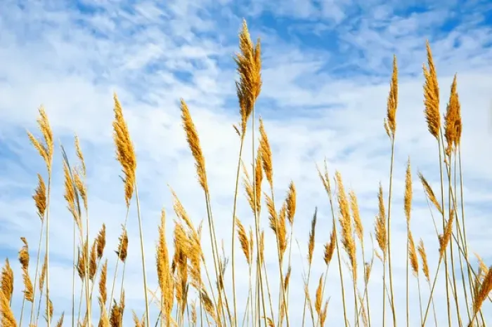Framed Print : Wheat blowing in the wind Framed Print : Wheat blowing in the wind