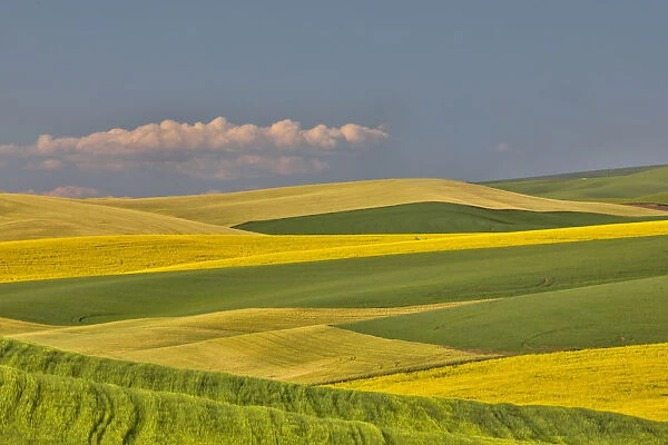 Wheat and canola fields interlaced in Palouse Country of Eastern Washington