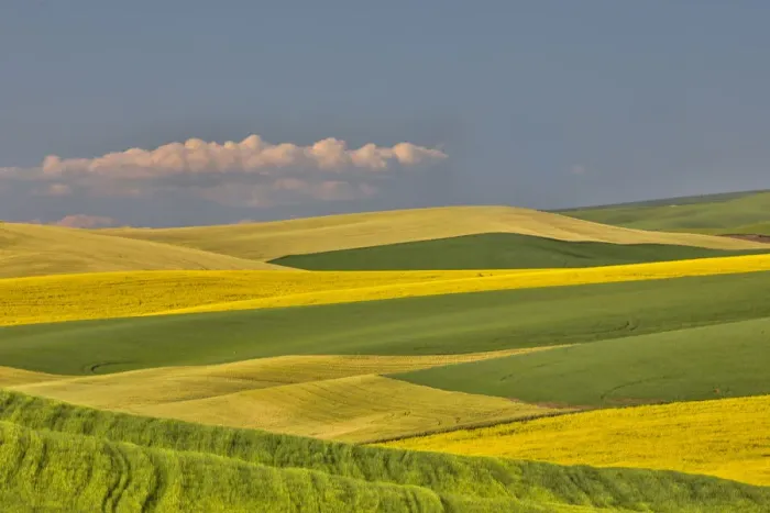 Framed Print : Wheat and canola fields interlaced in Palouse Country of Eastern Washington Framed Print : Wheat and canola fields interlaced in Palouse Country of Eastern Washington
