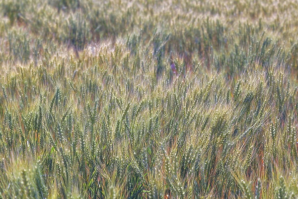 Wheat crop close-up, Palouse region of eastern Washington State