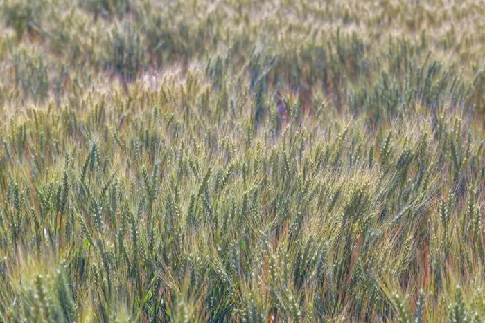 Framed Print : Wheat crop close-up, Palouse region of eastern Washington State