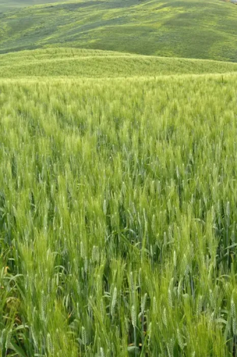 Framed Print : Wheat crop, Tuscany region of Italy Framed Print : Wheat crop, Tuscany region of Italy