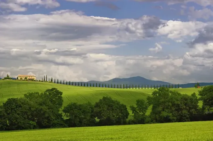 Framed Print : Wheat field and drive lined by stately cypress trees, Tuscany, Italy