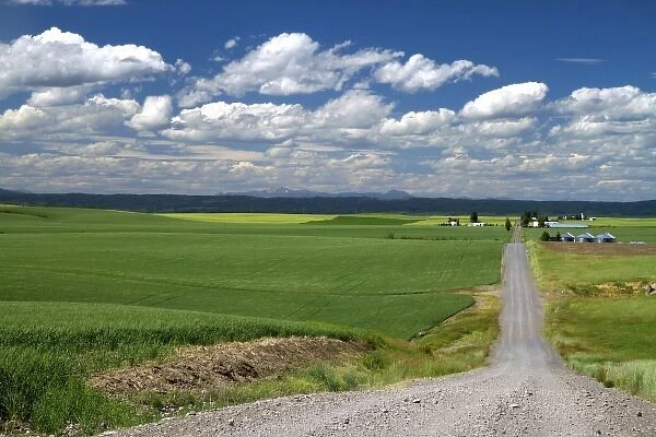 Wheat field and rural road near Ashton, Idaho, USA