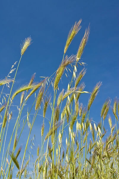 Wheat field, Siena province, Tuscany, Italy