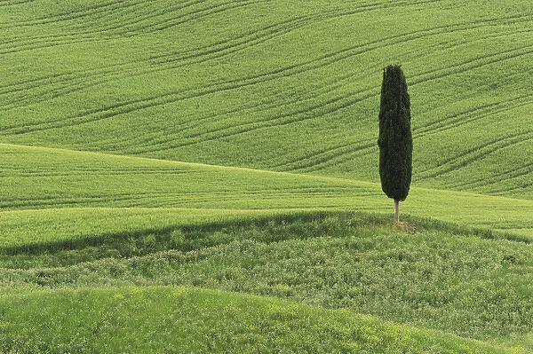 Wheat field and single cypress tree, Tuscany region of Italy