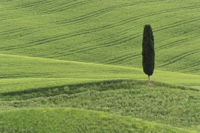 Framed Print : Wheat field and single cypress tree, Tuscany region of Italy Framed Print : Wheat field and single cypress tree, Tuscany region of Italy
