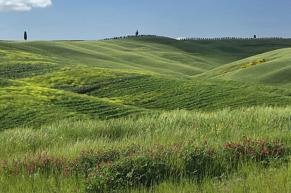 Wheat field in Tuscany region of Italy