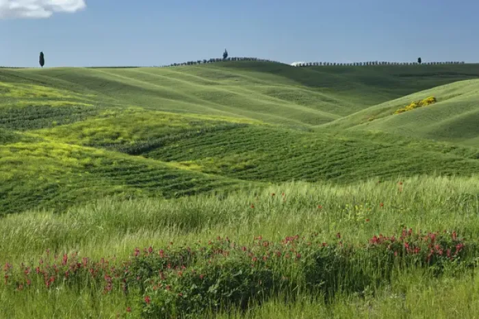Framed Print : Wheat field in Tuscany region of Italy Framed Print : Wheat field in Tuscany region of Italy