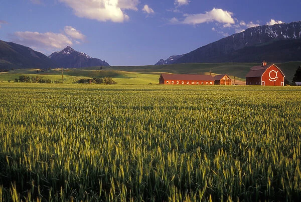 Wheat field in the Wallowa Valley, Just outside of Joseph, Wallowa County, OR, USA. NR