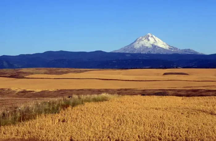 Framed Print : Wheat fields with Mt. Hood in background, Oregon