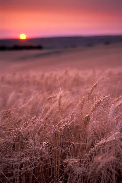 Wheat is about ready for harvest, Sunset, Walla Walla Valley, WA