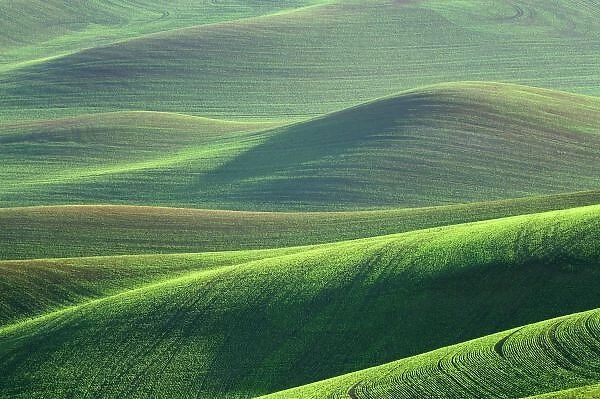 Wheat springs up in the hills of the Palouse Country near Kendrick, Idaho