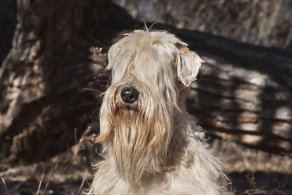 Wheaten Terrier Portrait (PR)