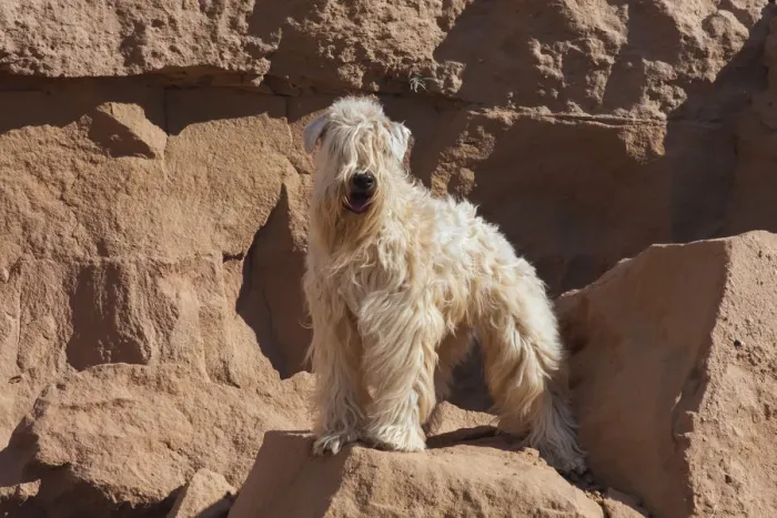 Framed Print : Wheaten Terrier standing in dry river (PR)