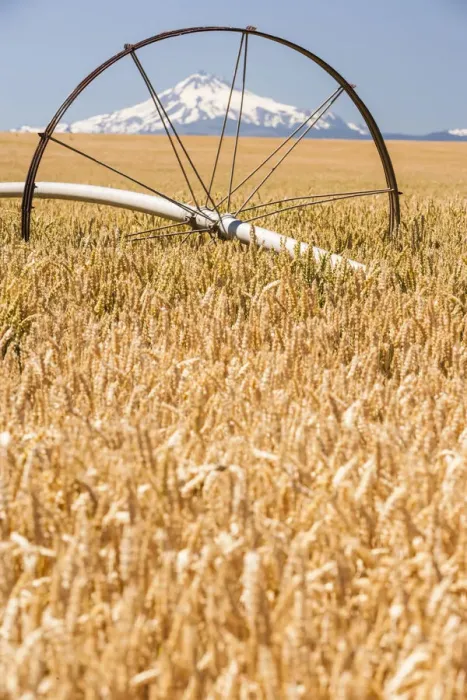 Framed Print : Wheatfield near harvest time in summer, Mt. Jefferson in the background, near Redmond
