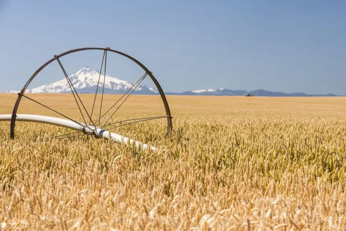 Framed Print : Wheatfield near harvest time in summer, Mt. Jefferson in the background, near Redmond Framed Print : Wheatfield near harvest time in summer, Mt. Jefferson in the background, near Redmond